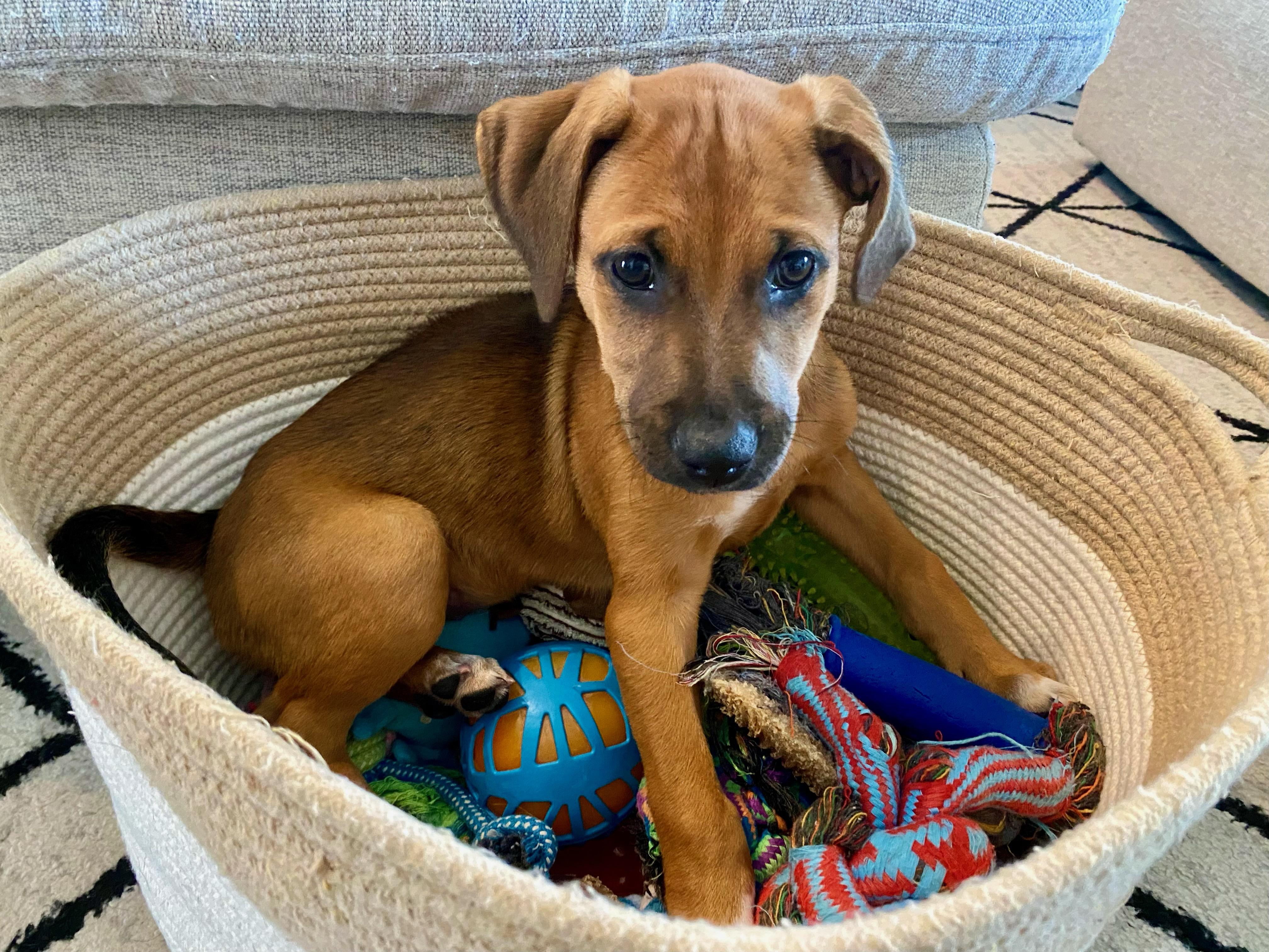 Maple, a ADOPTABLE mixed breed in Cypress, TX image 6/6