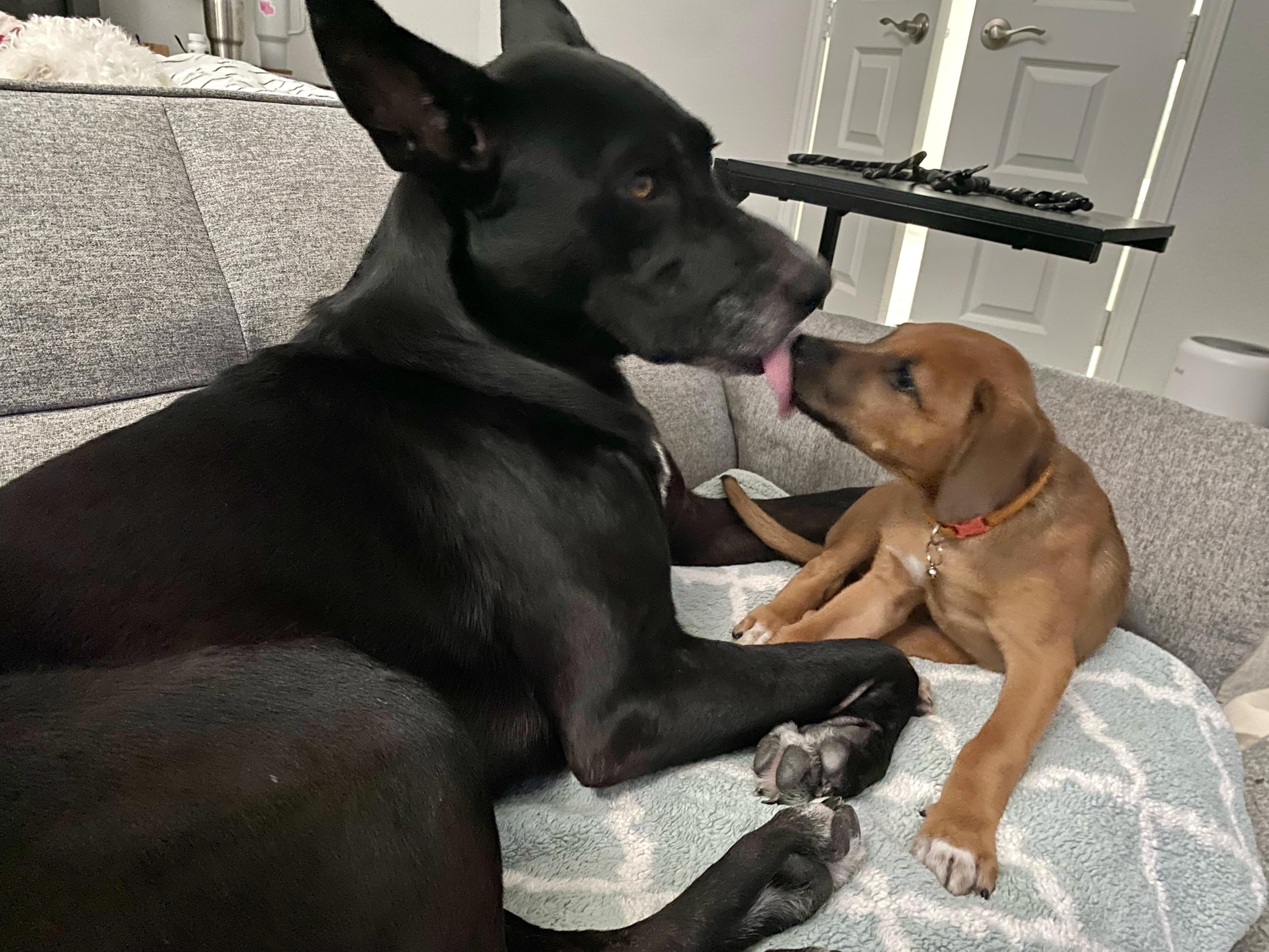 Maple, a ADOPTABLE mixed breed in Cypress, TX image 2/6