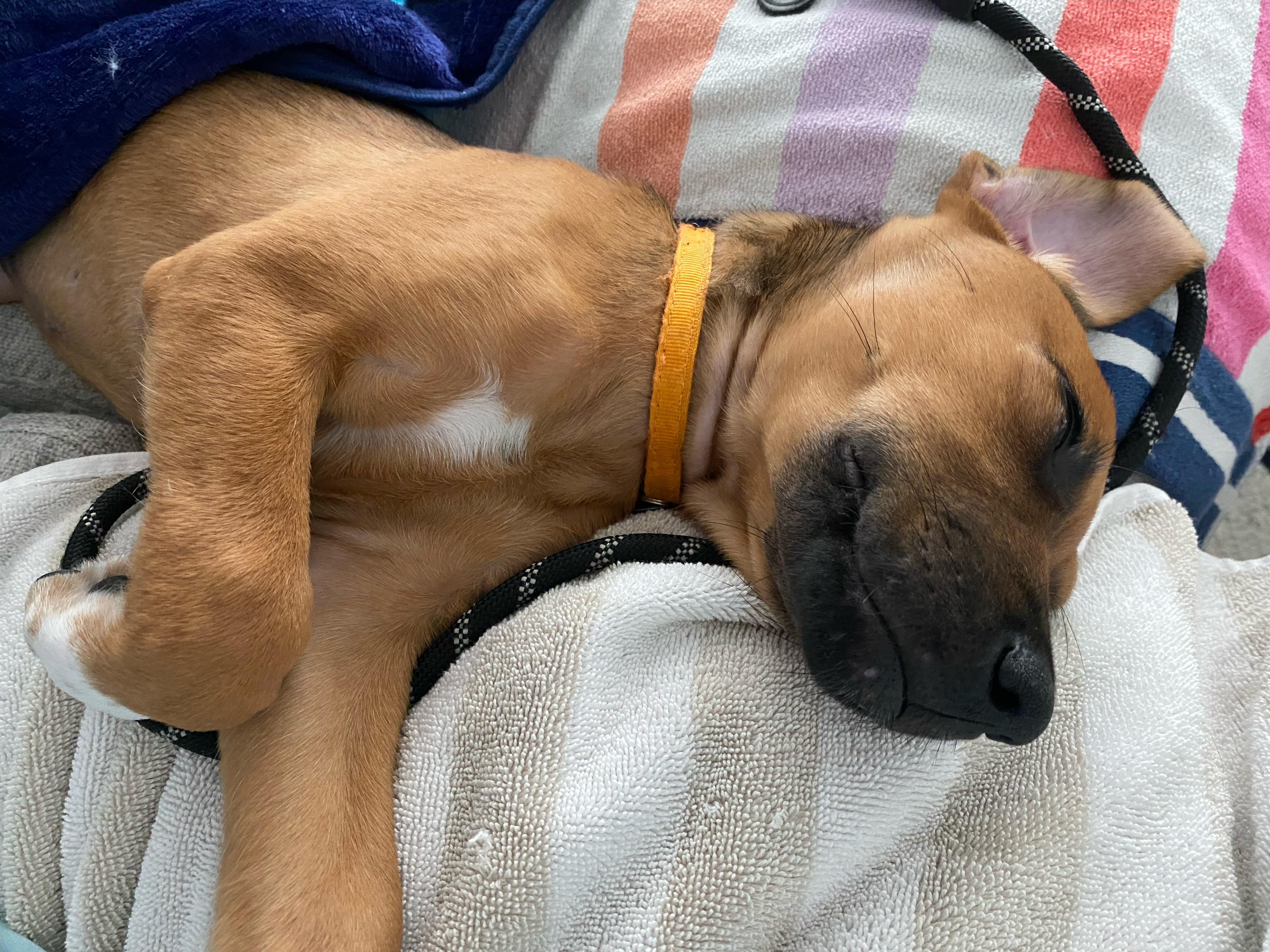Maple, a ADOPTABLE mixed breed in Cypress, TX image 5/6