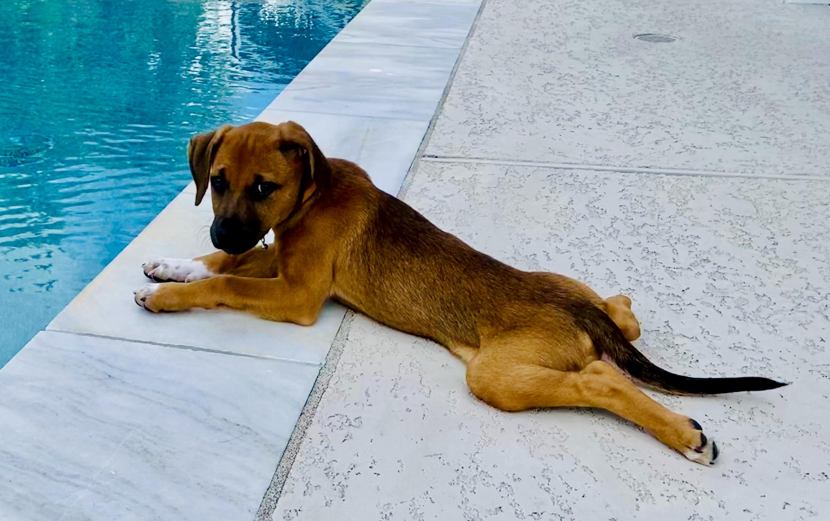 Maple, a ADOPTABLE mixed breed in Cypress, TX image 4/6
