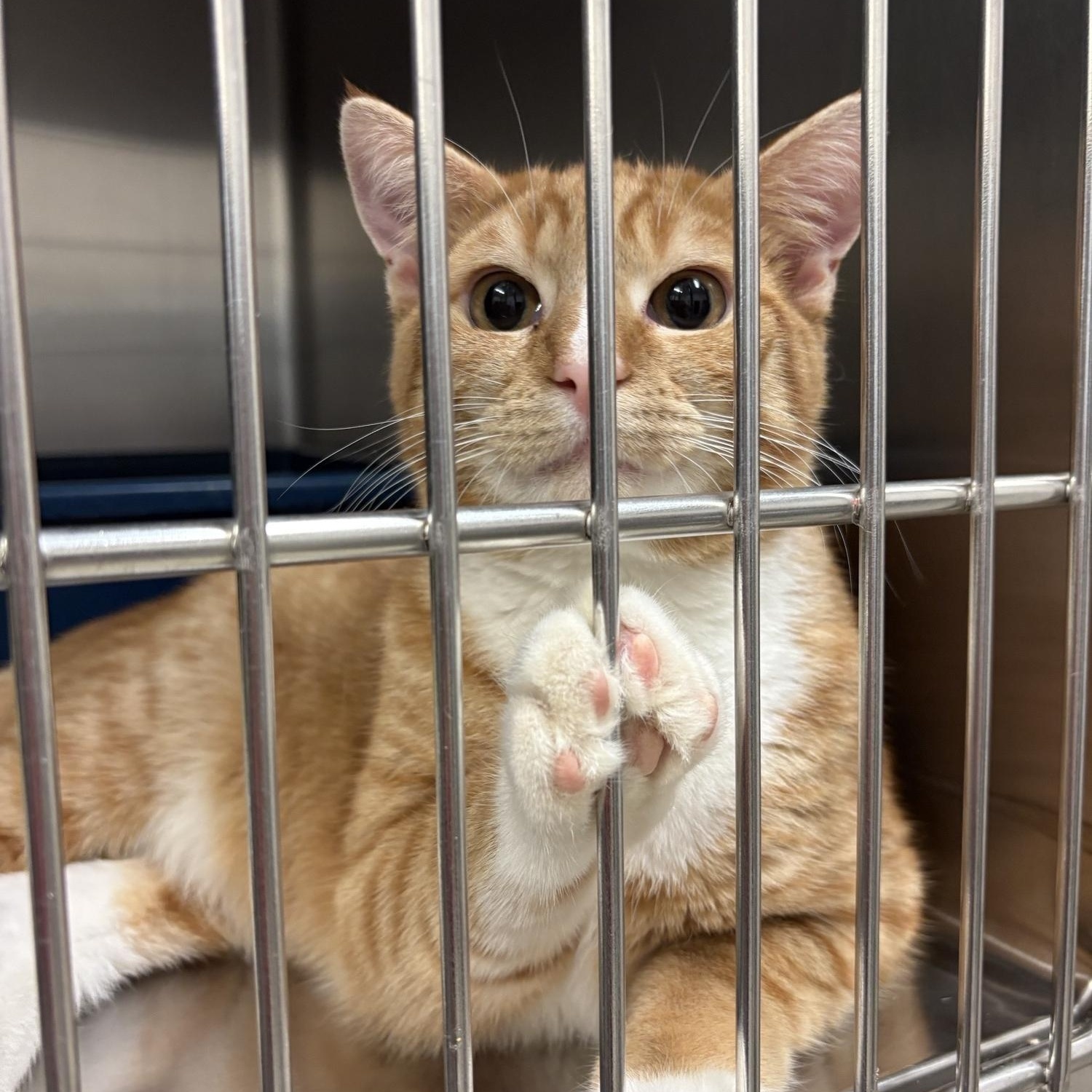 Jody, ADOPTABLE, Adult Male Domestic Short Hair.