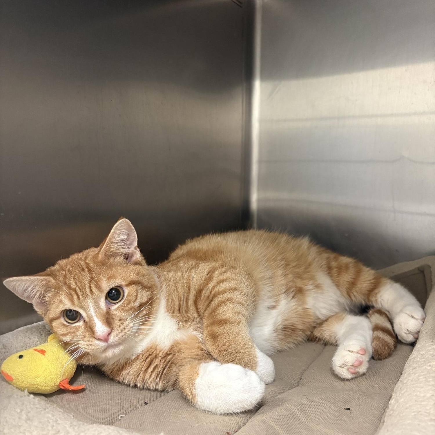 Enlarge Jody, a ADOPTABLE Domestic Short Hair in Saint Charles, MO image 1/1