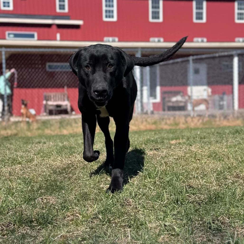 Cora, Adoptable, Adult Female Black Labrador Retriever & Mixed Breed.