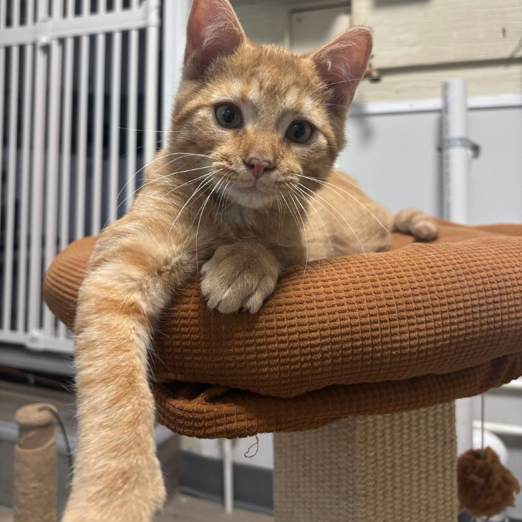 Enlarge Meowth, a Adoptable Domestic Medium Hair in Commerce City, CO image 1/6