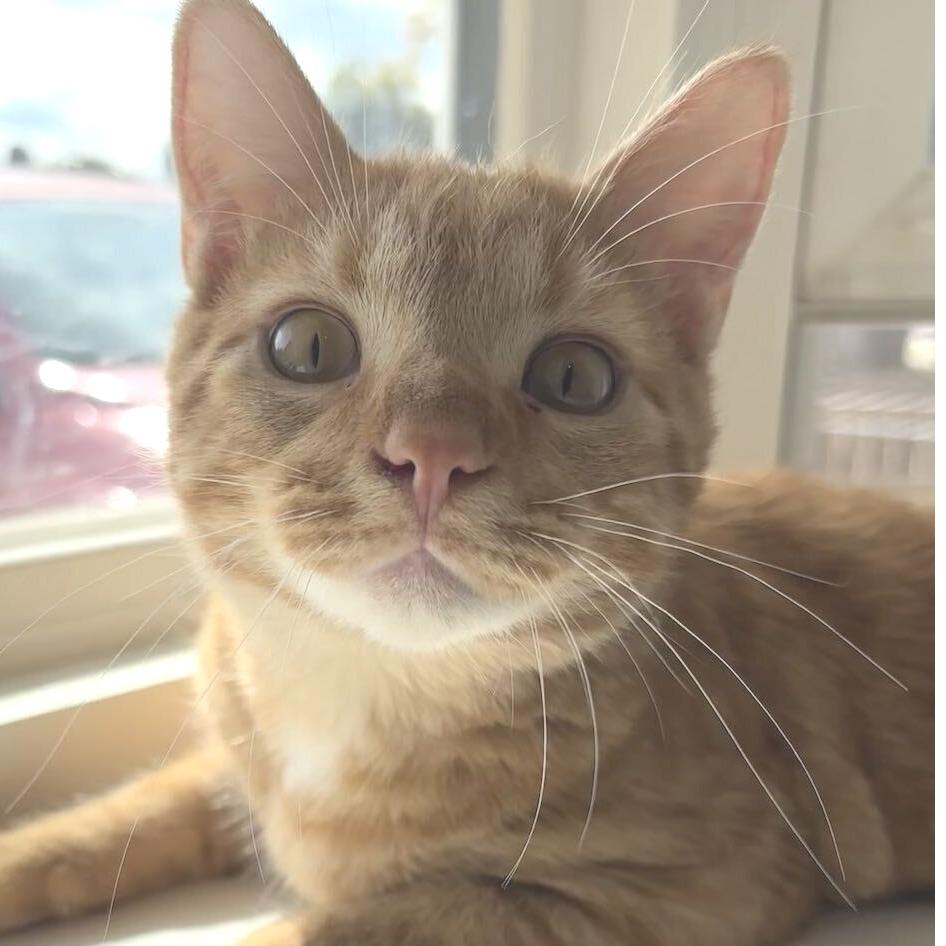 Meowth, Adopted, Young Male Domestic Medium Hair.