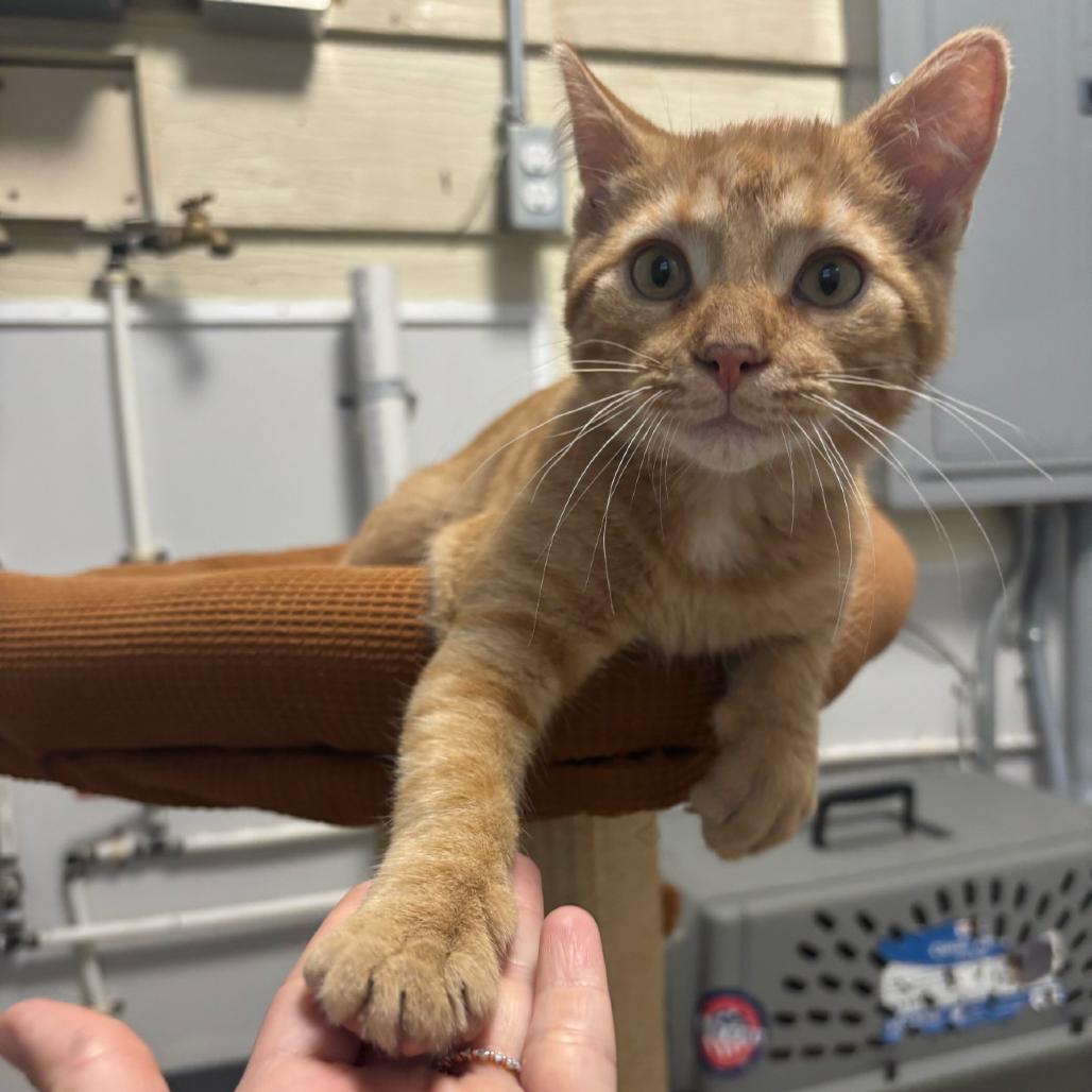 Enlarge Meowth, a Adoptable Domestic Medium Hair in Commerce City, CO image 3/6