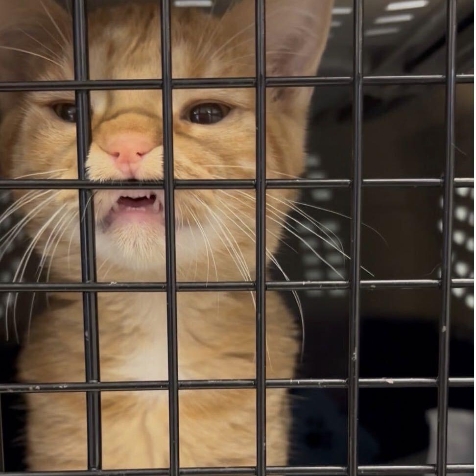 Enlarge Meowth, a Adoptable Domestic Medium Hair in Commerce City, CO image 4/6