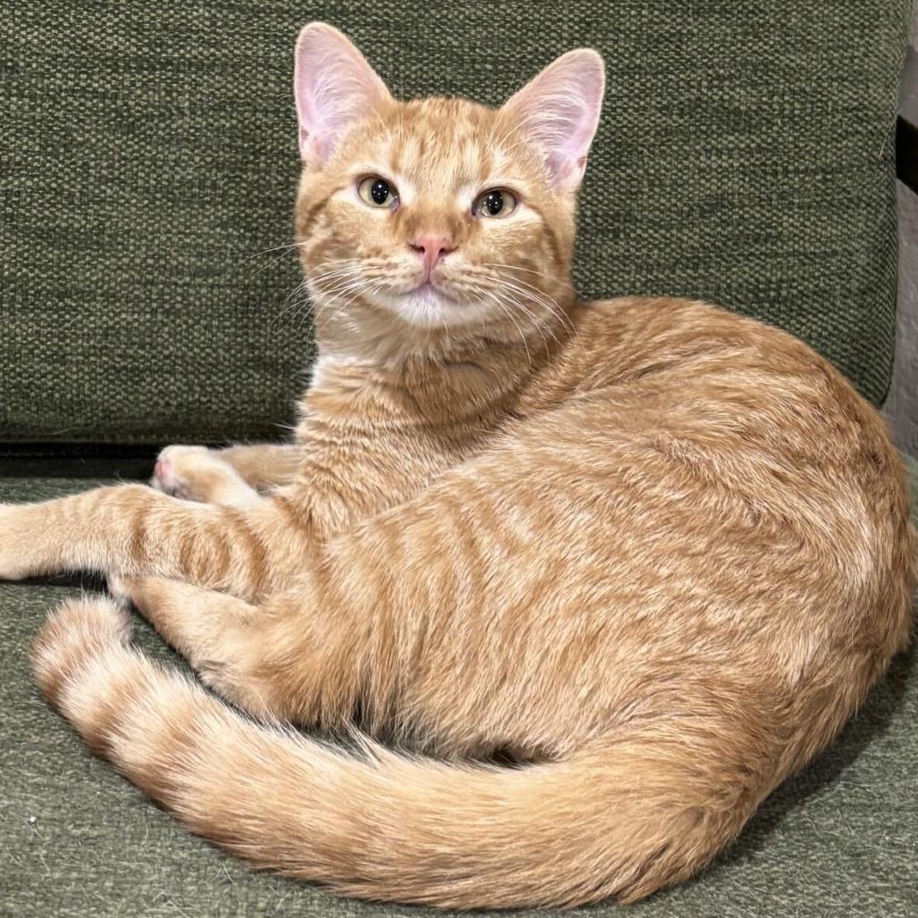 Enlarge Meowth, a Adoptable Domestic Medium Hair in Commerce City, CO image 5/6