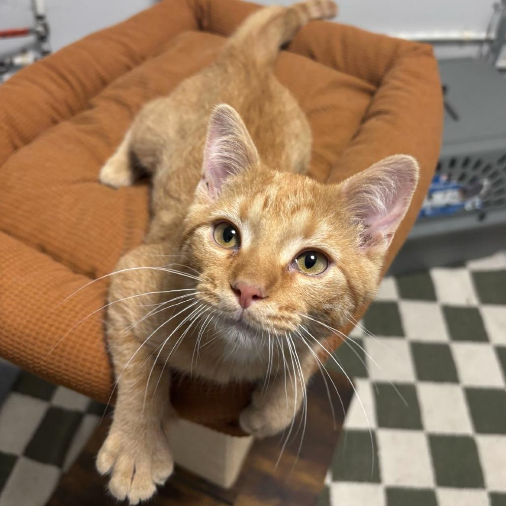 Enlarge Meowth, a Adoptable Domestic Medium Hair in Commerce City, CO image 6/6
