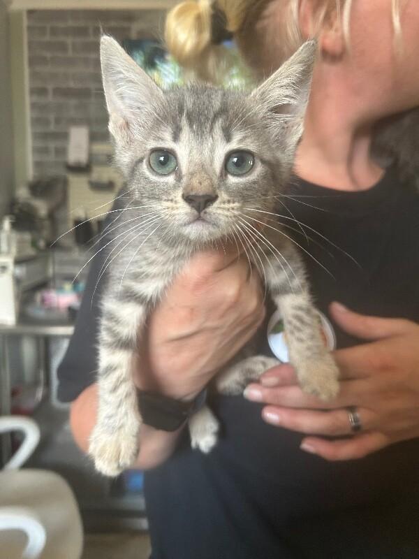Enlarge Sugar Plum, a Adoptable Tabby in Chattanooga, TN image 1/1