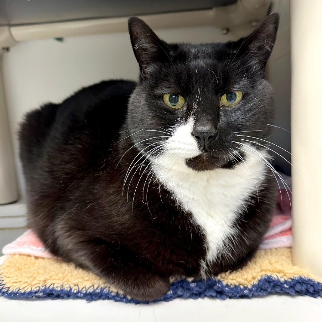 Patches, a Adoptable mixed breed in Woodinville, WA image 1/5