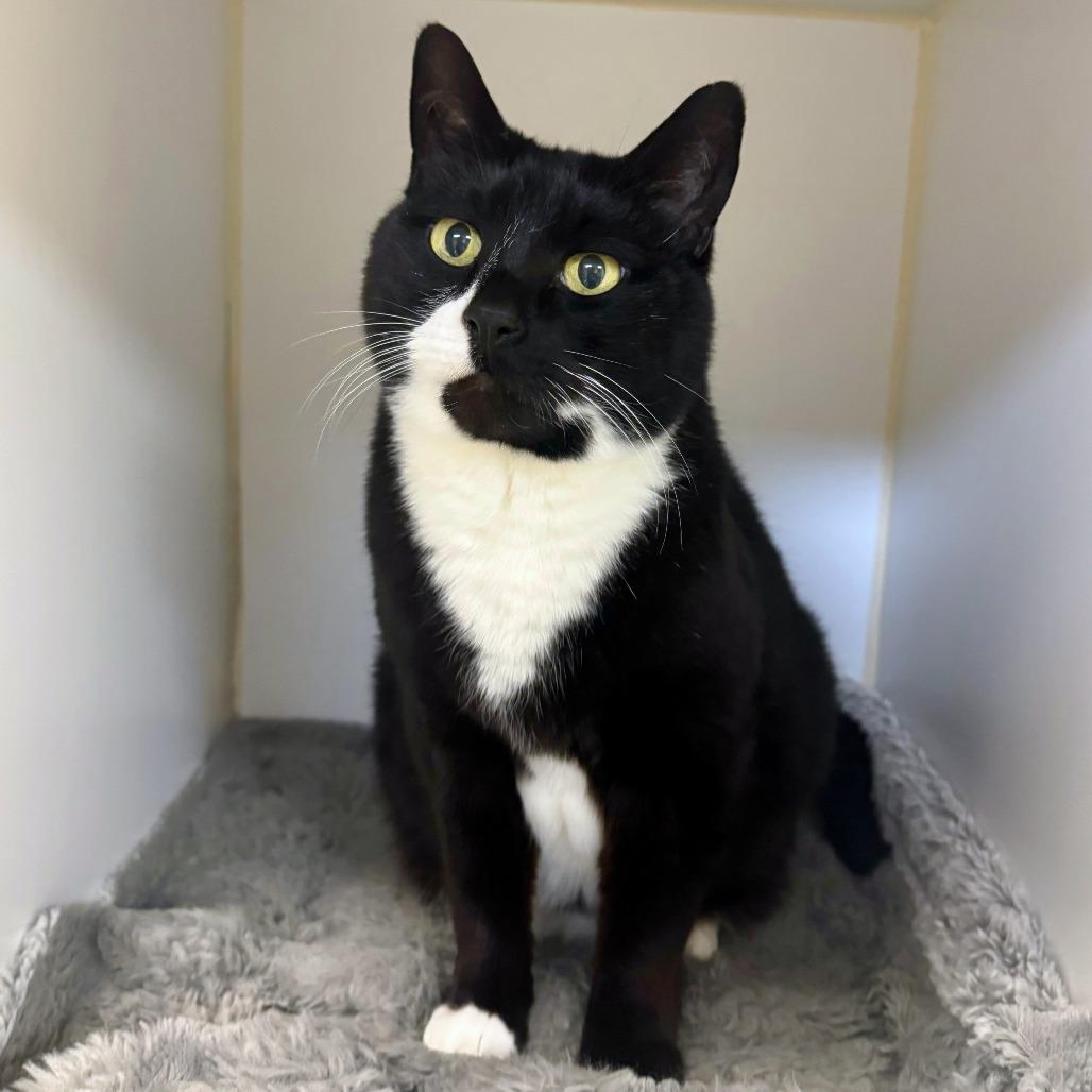 Patches, a Adoptable mixed breed in Woodinville, WA image 2/5