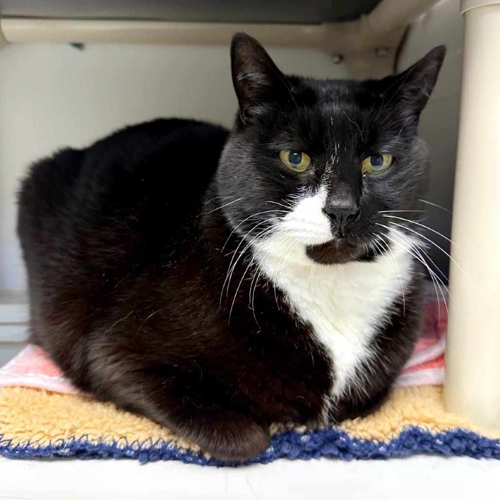 Patches, a Adoptable mixed breed in Woodinville, WA image 3/5