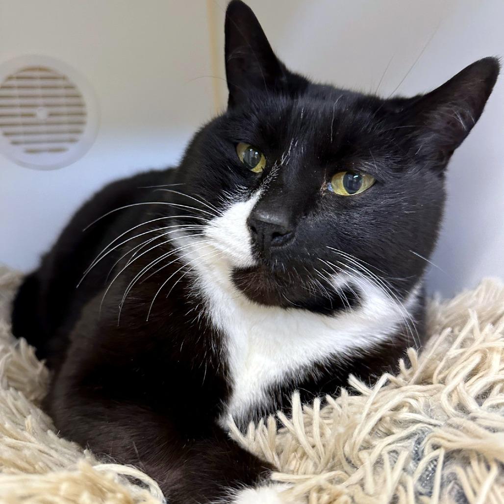Patches, a Adoptable mixed breed in Woodinville, WA image 4/5