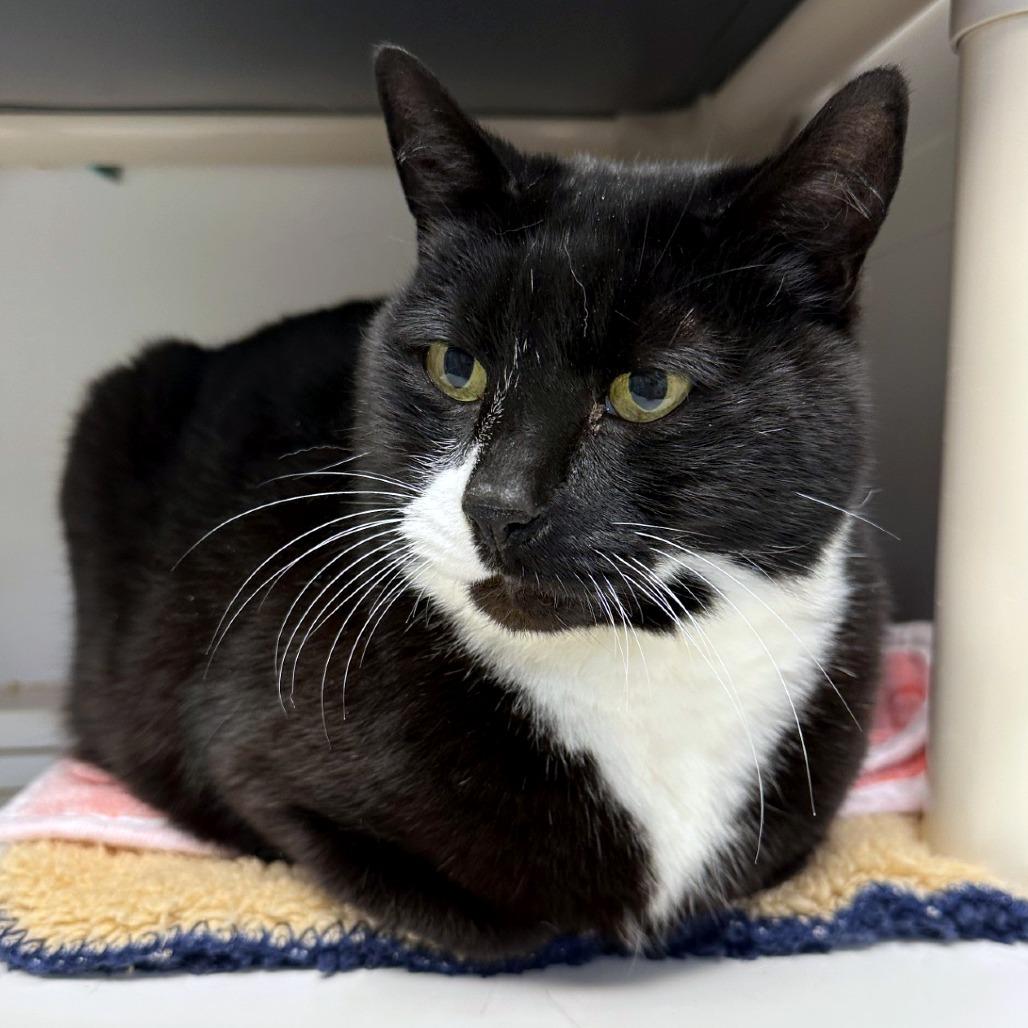 Patches, a Adoptable mixed breed in Woodinville, WA image 5/5
