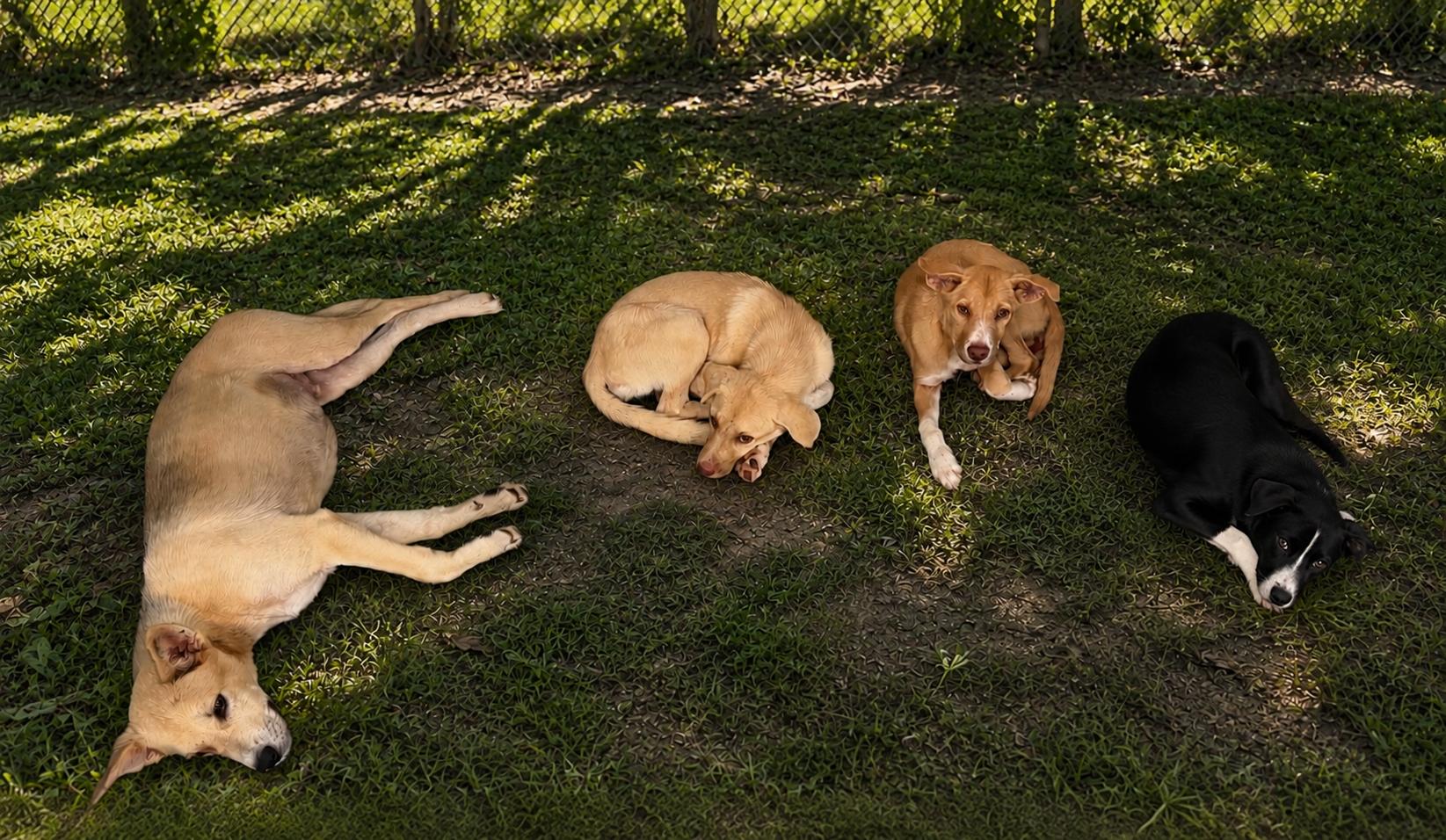 Shrimp, Cory, Sammy, Jeremy, ADOPTABLE, Young Male Mixed Breed.