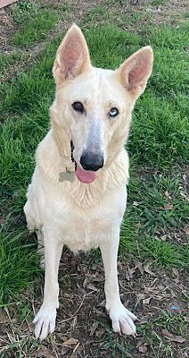 Shayla, Adoptable, Adult Female White German Shepherd.