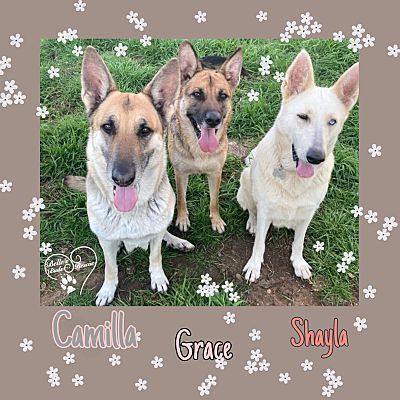 Enlarge Shayla, a Adoptable White German Shepherd in Brookshire, TX image 2/4