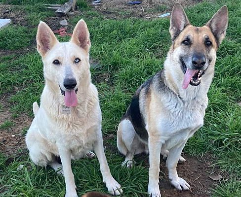 Enlarge Shayla, a Adoptable White German Shepherd in Brookshire, TX image 3/4