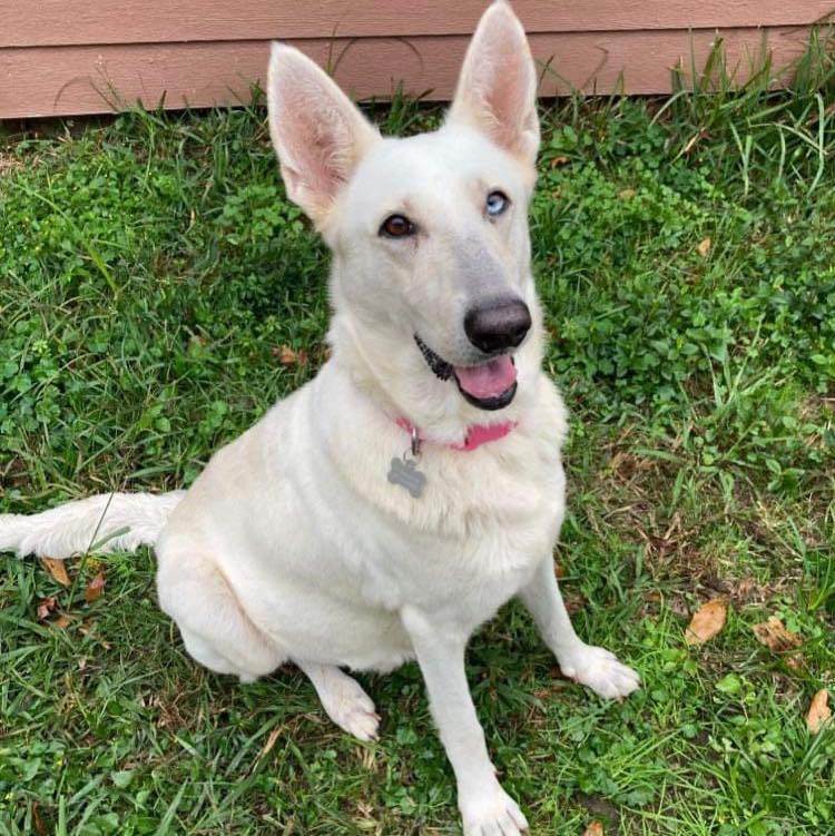 Enlarge Shayla, a Adoptable White German Shepherd in Brookshire, TX image 4/4