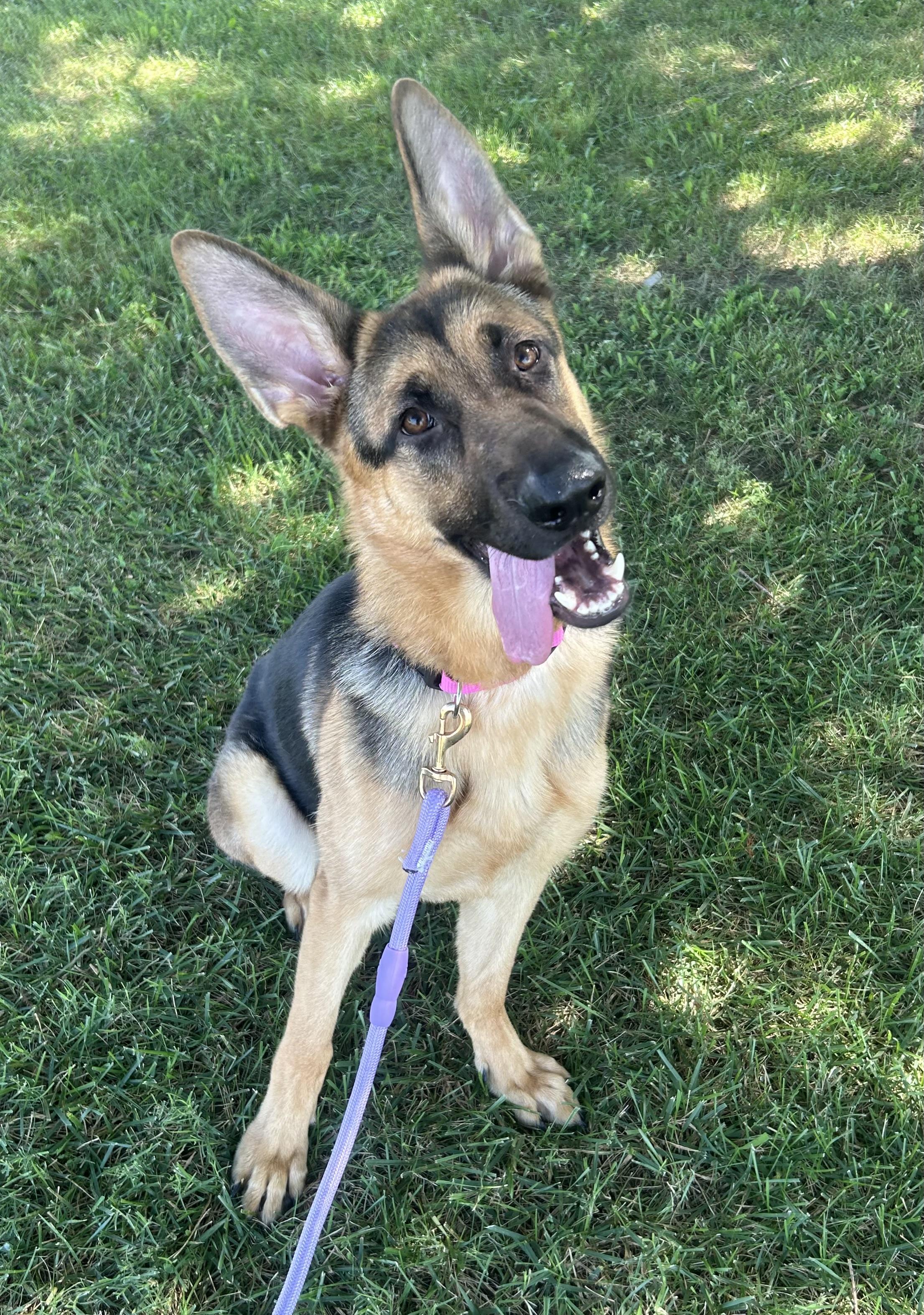 Frenzi, a ADOPTABLE mixed breed in Siloam Springs, AR image 4/5