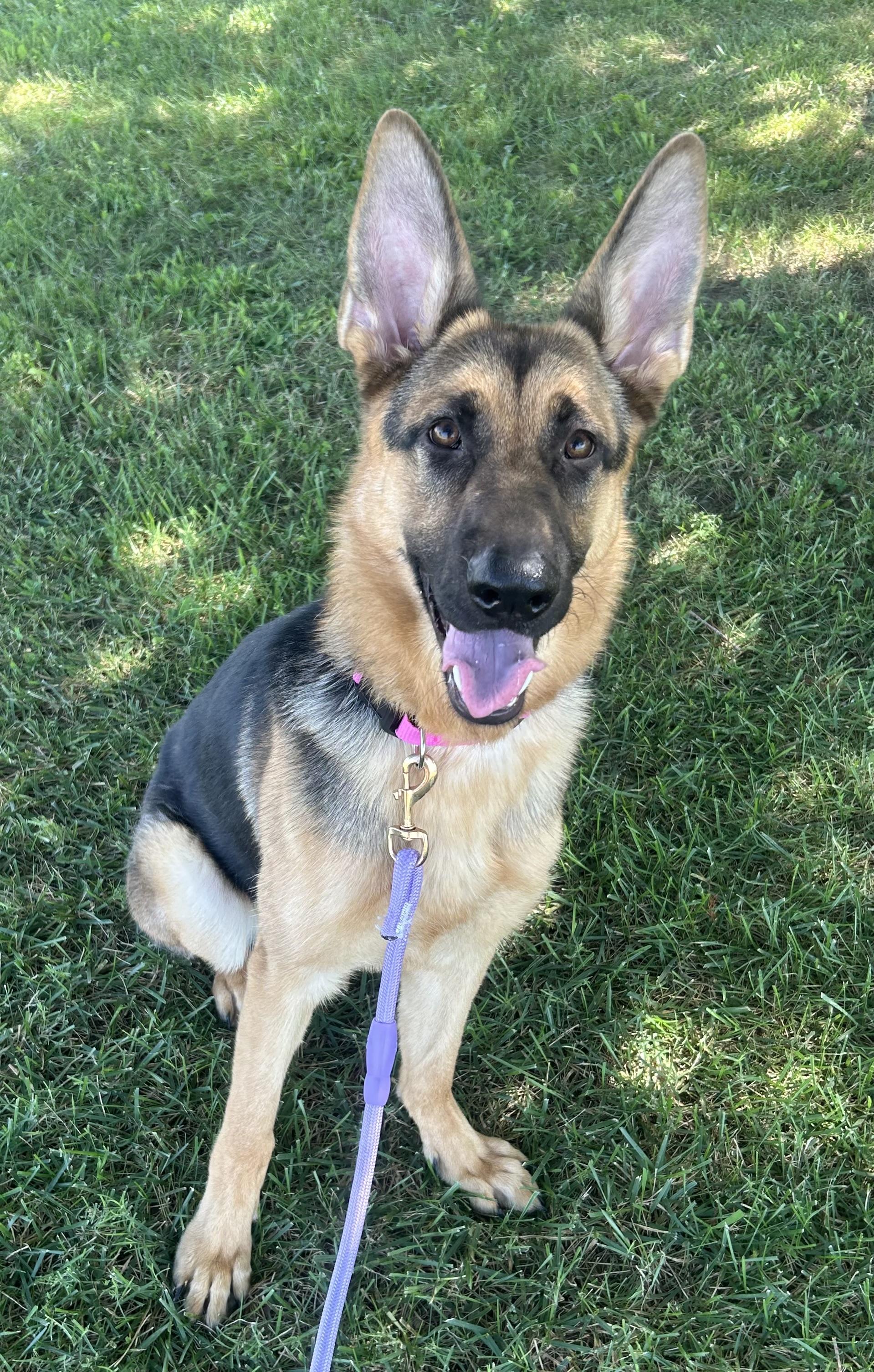 Frenzi, a ADOPTABLE mixed breed in Siloam Springs, AR image 5/5