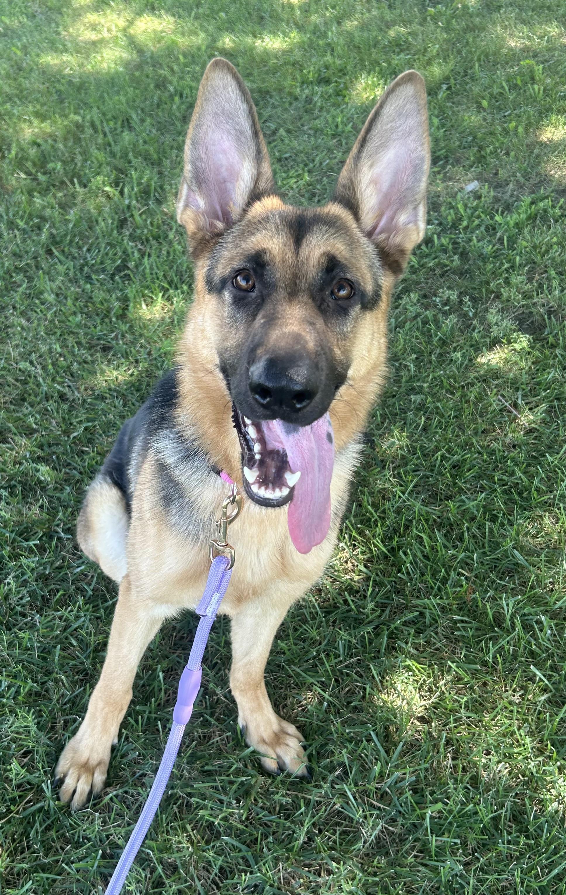 Frenzi, ADOPTABLE, Young Female German Shepherd Dog.