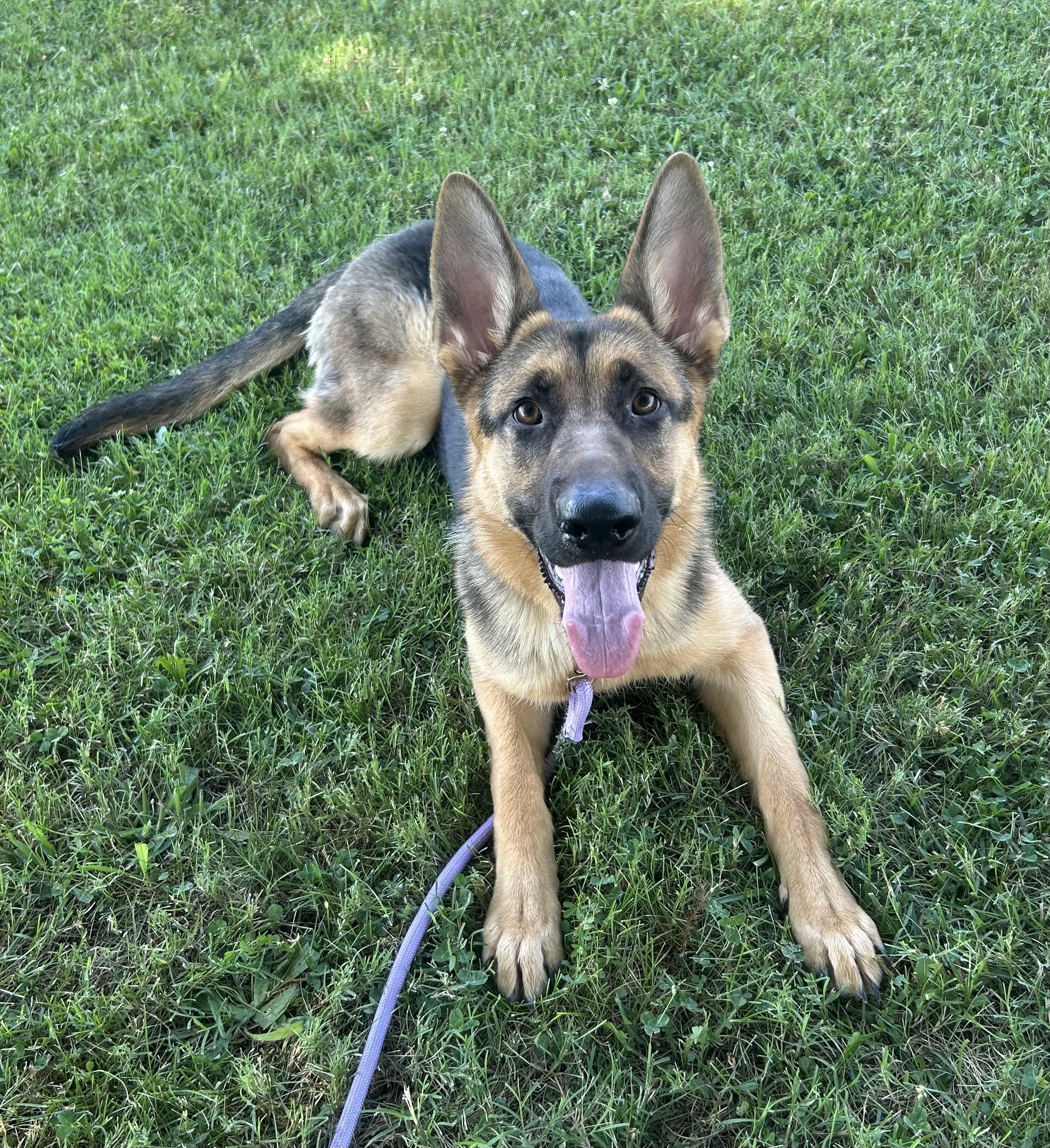 Frenzi, a ADOPTABLE mixed breed in Siloam Springs, AR image 3/5