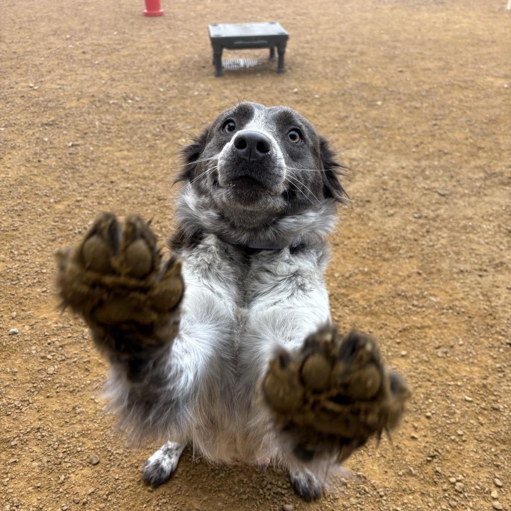 Feta, Adoptable, Adult Female Mixed Breed.