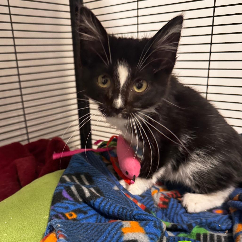 Enlarge Odie, a Adoptable Domestic Short Hair in Wichita, KS image 1/2