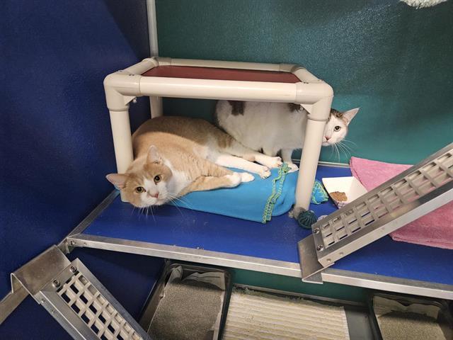 STAR, Adoptable, Adult Female Domestic Short Hair.