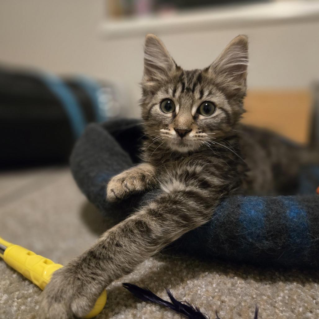 Nebula, Adoptable, Kitten Male Domestic Long Hair.