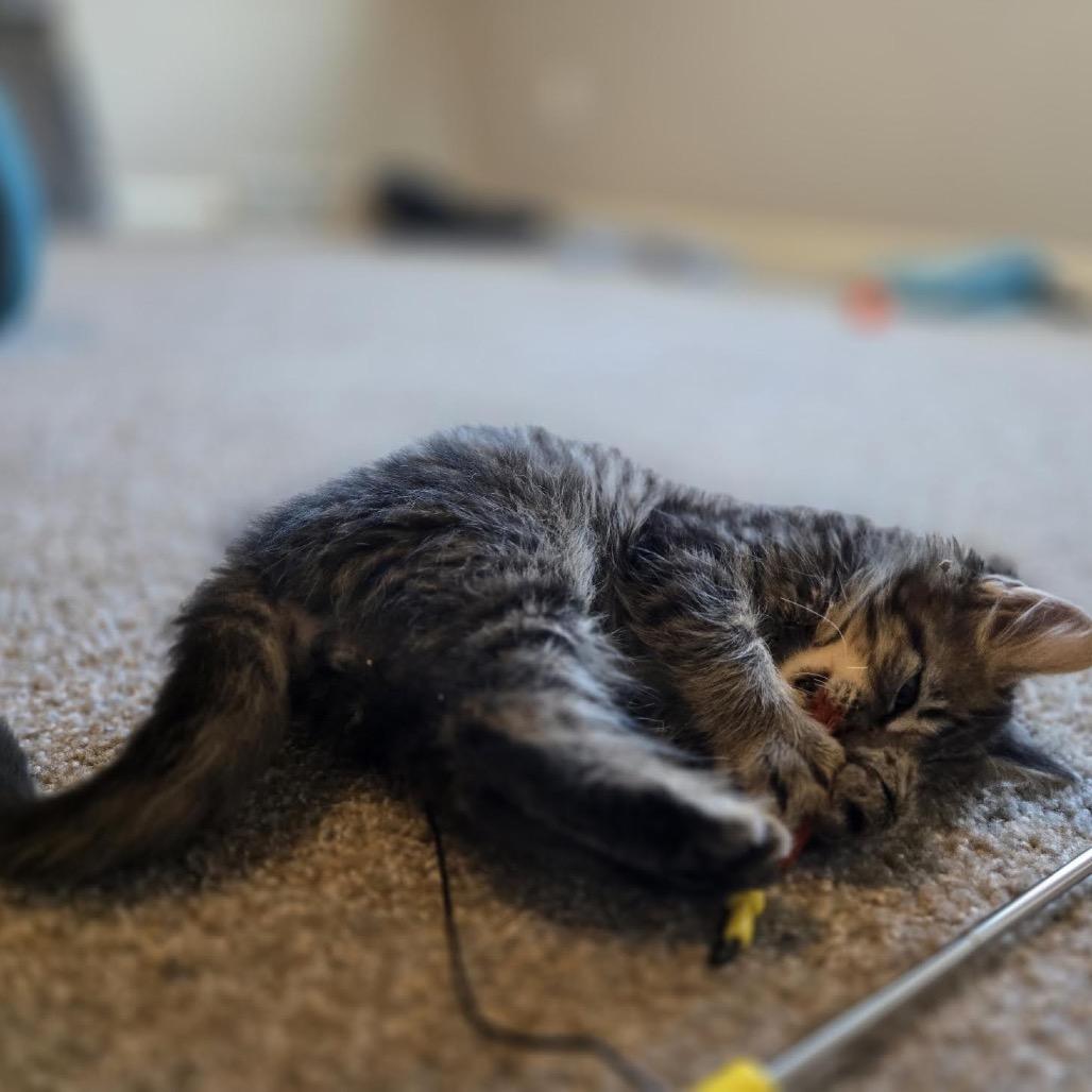 Enlarge Nebula, a Adoptable Domestic Long Hair in Madison, WI image 2/6