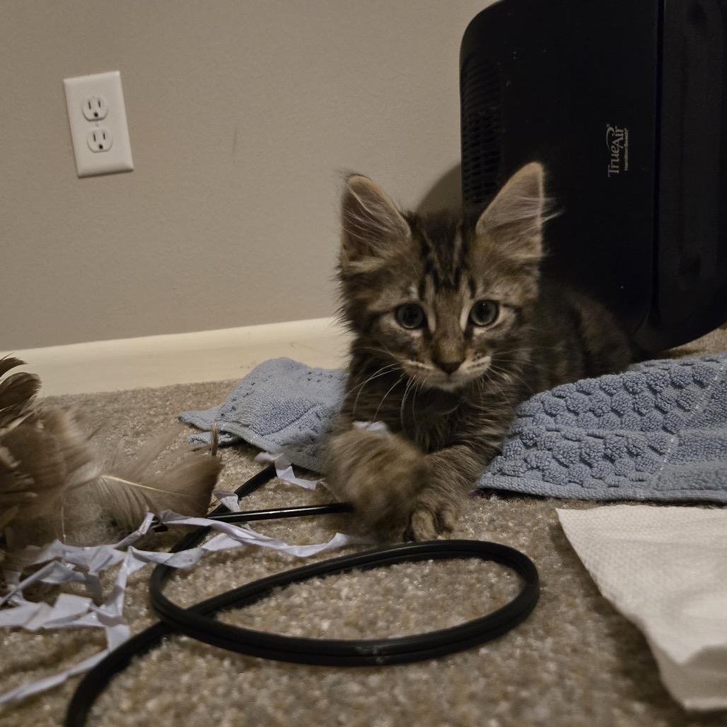 Enlarge Nebula, a Adoptable Domestic Long Hair in Madison, WI image 4/6