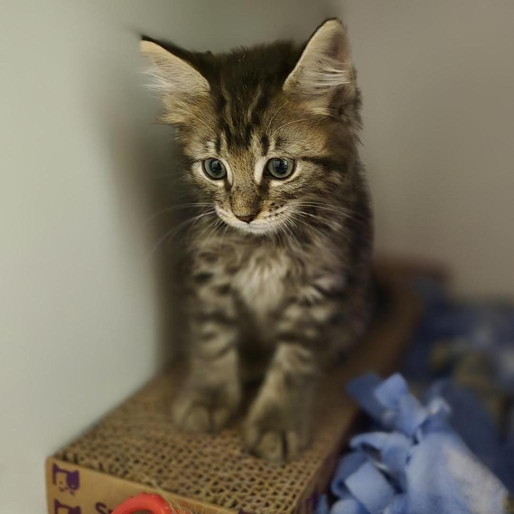 Enlarge Nebula, a Adoptable Domestic Long Hair in Madison, WI image 5/6