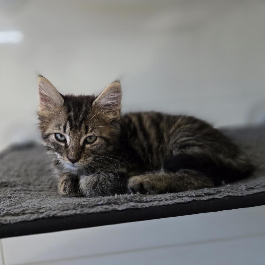 Enlarge Nebula, a Adoptable Domestic Long Hair in Madison, WI image 6/6