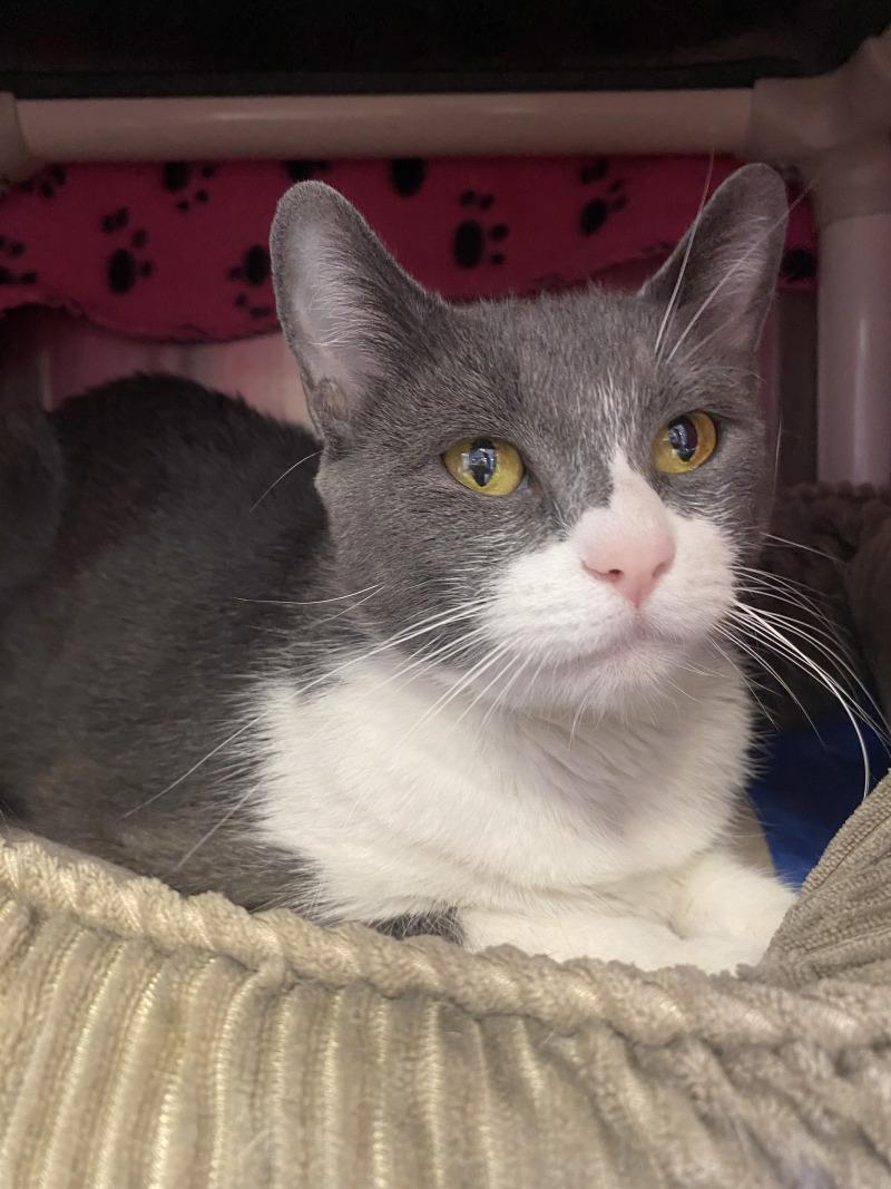 Enlarge Cali, a Adoptable Domestic Short Hair in Cortland, NY image 1/6