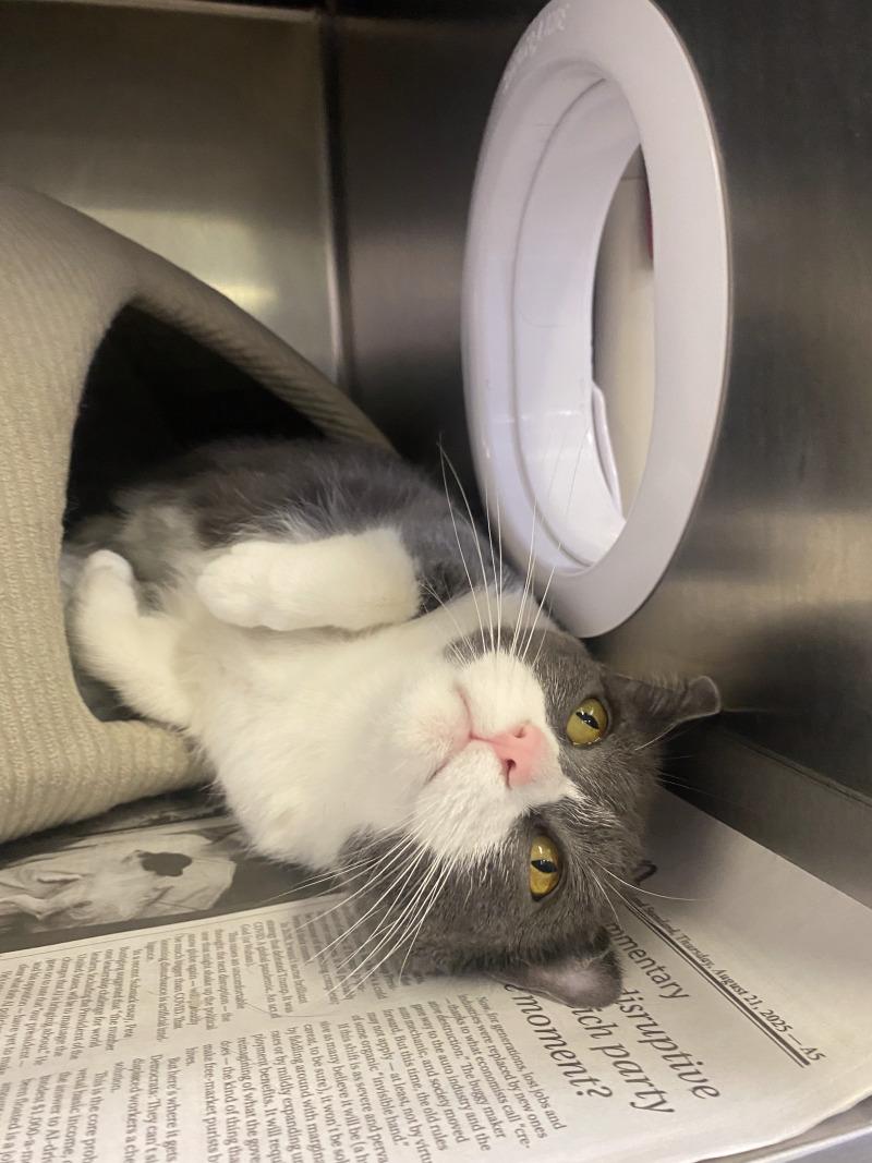 Cali, Adoptable, Adult Female Domestic Short Hair.