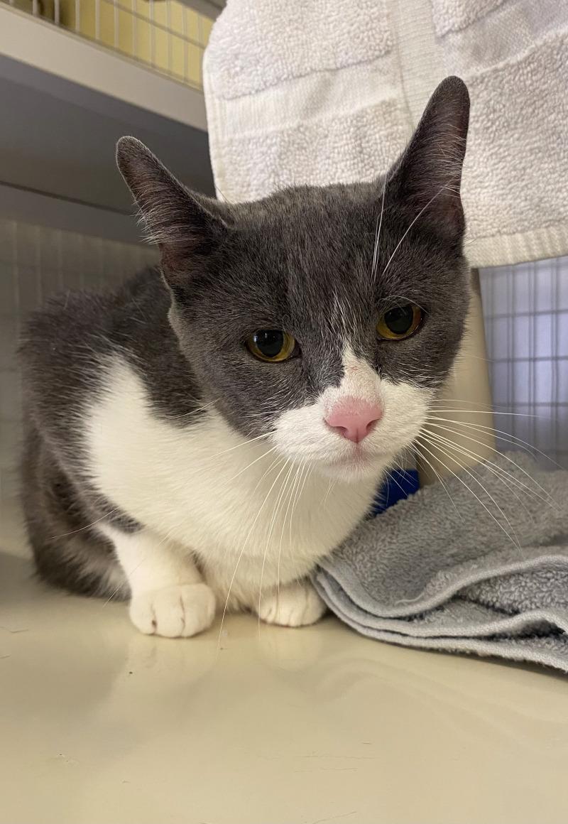 Enlarge Cali, a Adoptable Domestic Short Hair in Cortland, NY image 2/6