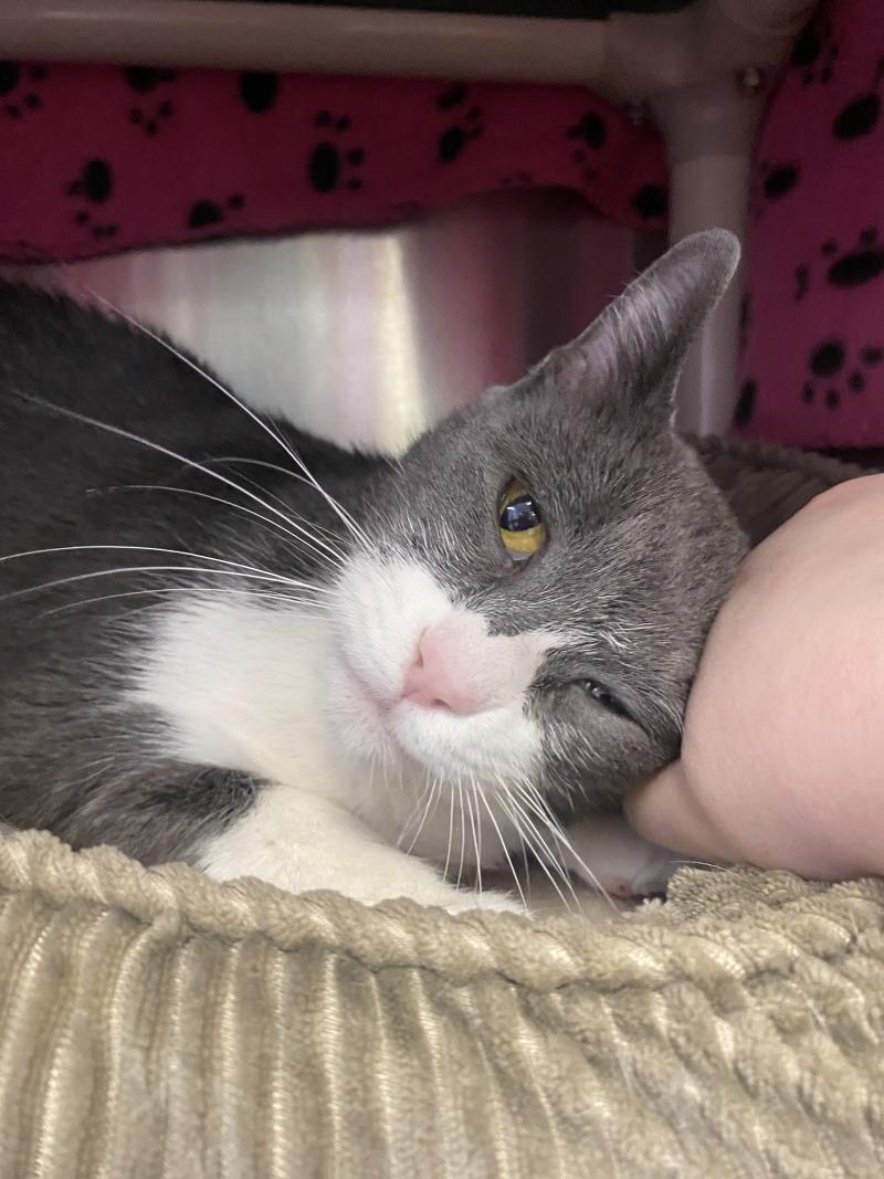 Enlarge Cali, a Adoptable Domestic Short Hair in Cortland, NY image 3/6