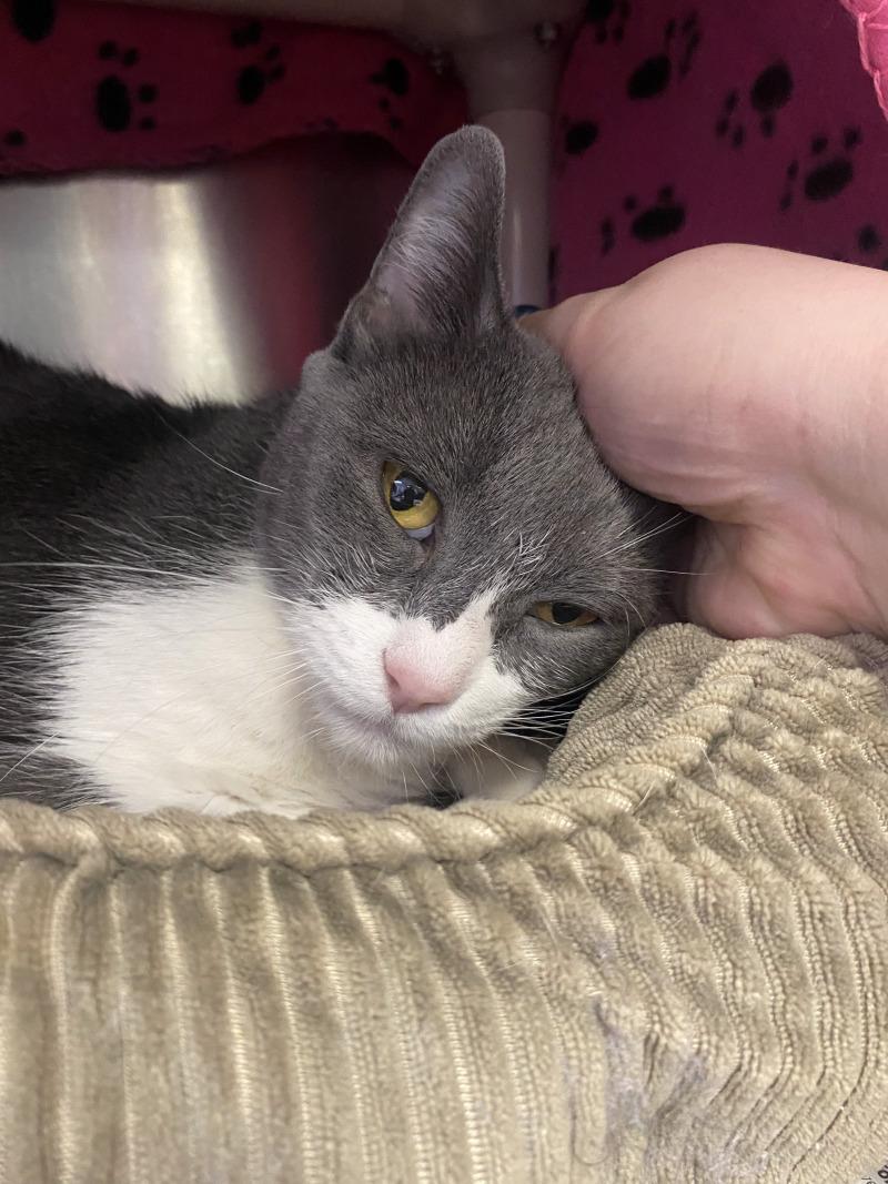 Enlarge Cali, a Adoptable Domestic Short Hair in Cortland, NY image 4/6