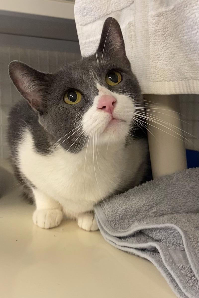 Enlarge Cali, a Adoptable Domestic Short Hair in Cortland, NY image 5/6