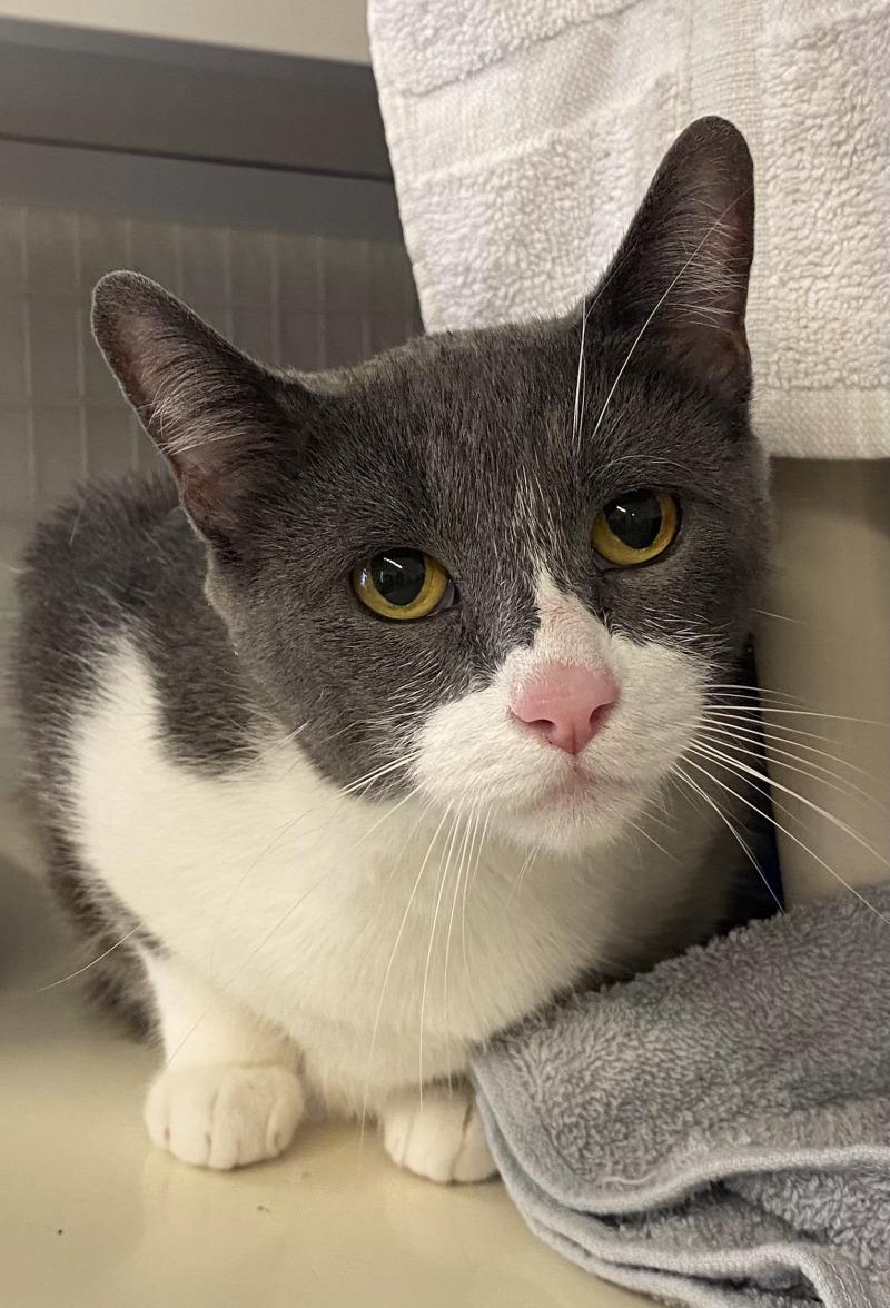 Enlarge Cali, a Adoptable Domestic Short Hair in Cortland, NY image 6/6