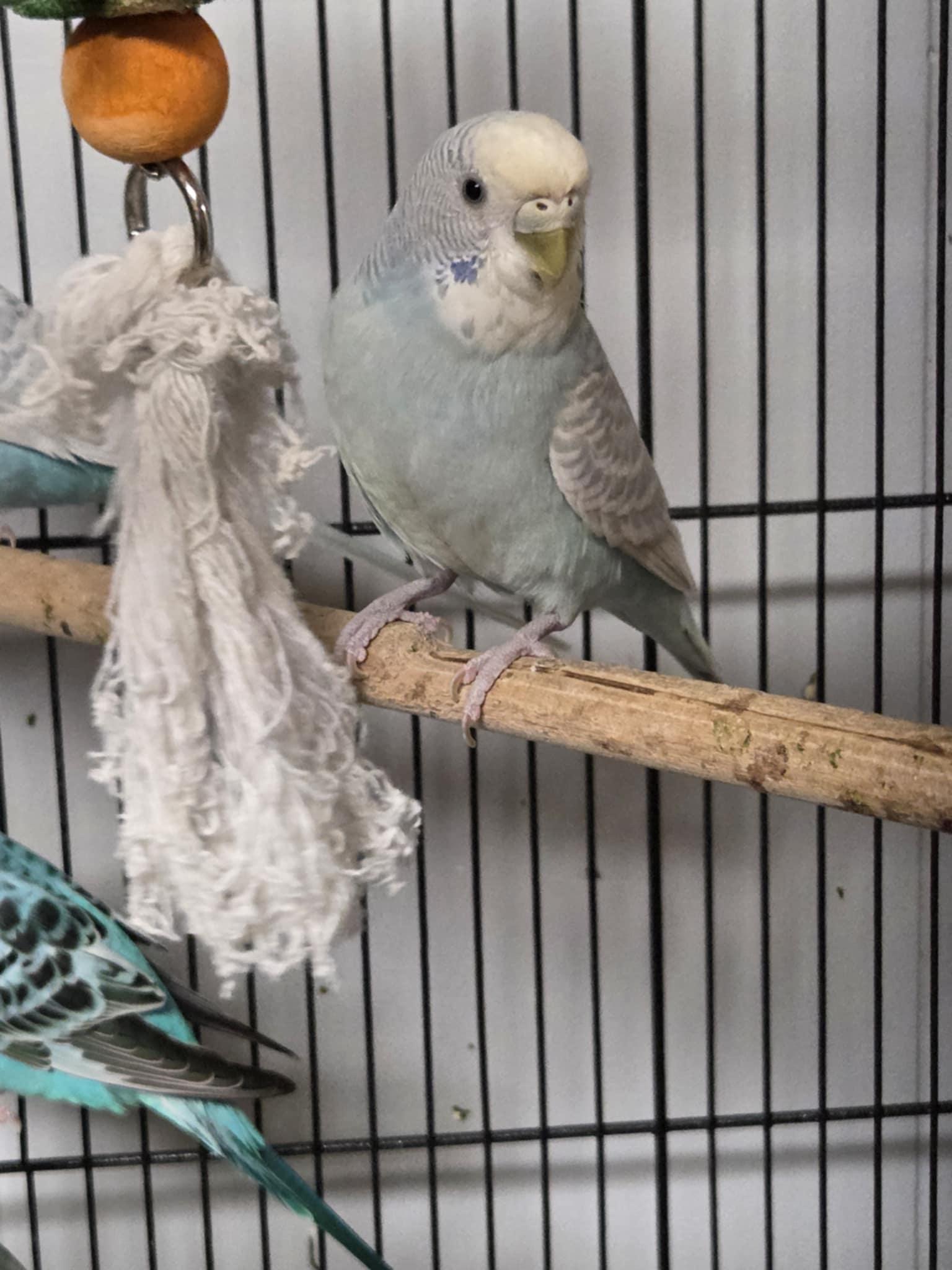 Blueberry, Adult Female unknown