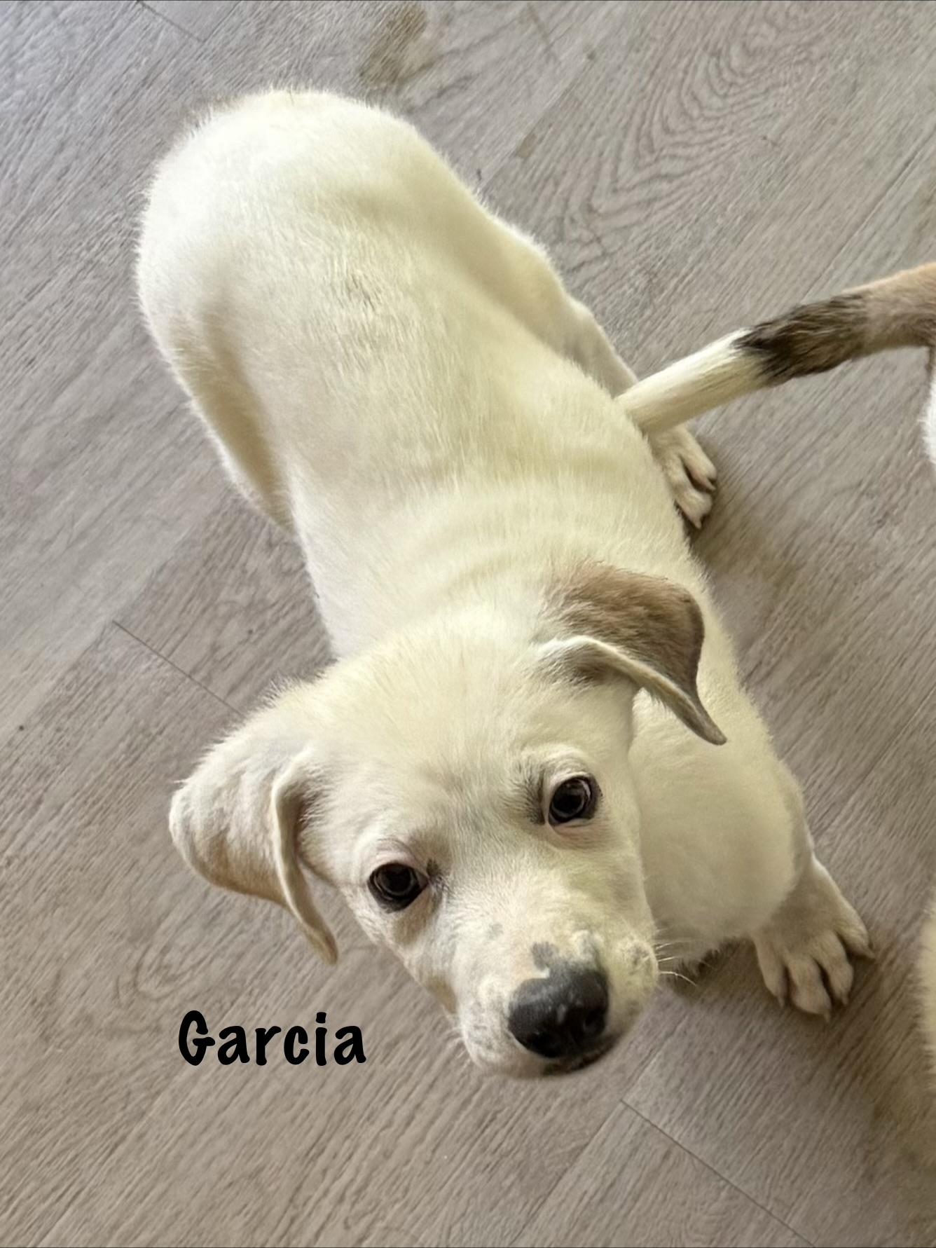 Grateful Dead Pups, a ADOPTABLE mixed breed in Succasunna, NJ image 2/6