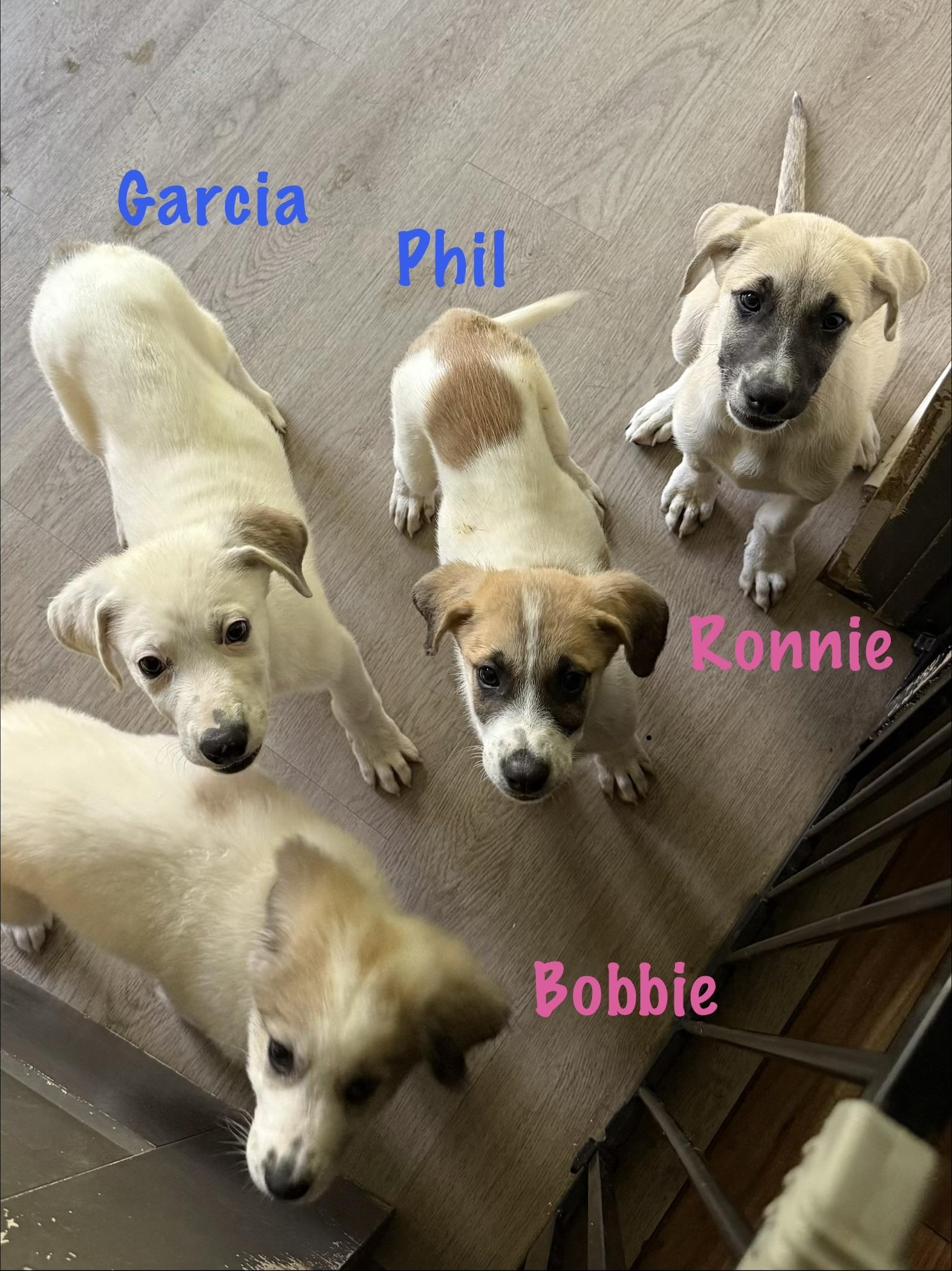 Grateful Dead Pups, a ADOPTABLE mixed breed in Succasunna, NJ image 3/6