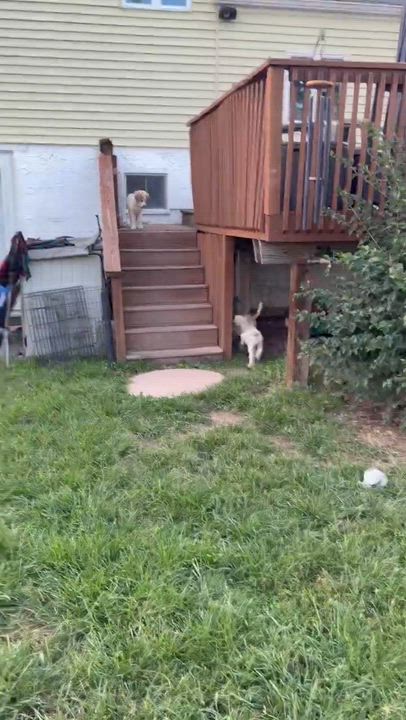 Enlarge Grateful Dead Pups, a ADOPTABLE mixed breed in Succasunna, NJ video 6/6