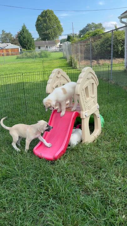 Enlarge Grateful Dead Pups, a ADOPTABLE mixed breed in Succasunna, NJ video 1/6