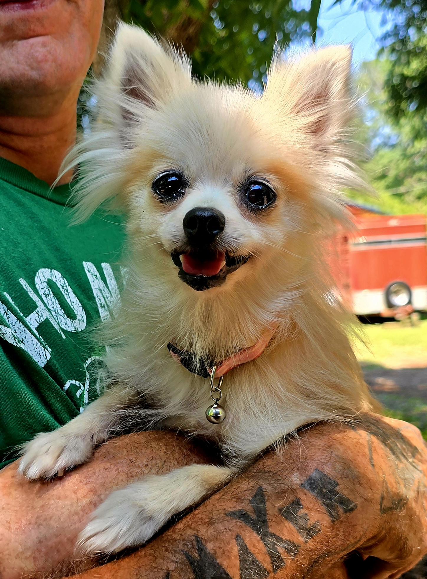 Bella, a Adopted mixed breed in Chase City, VA image 1/2