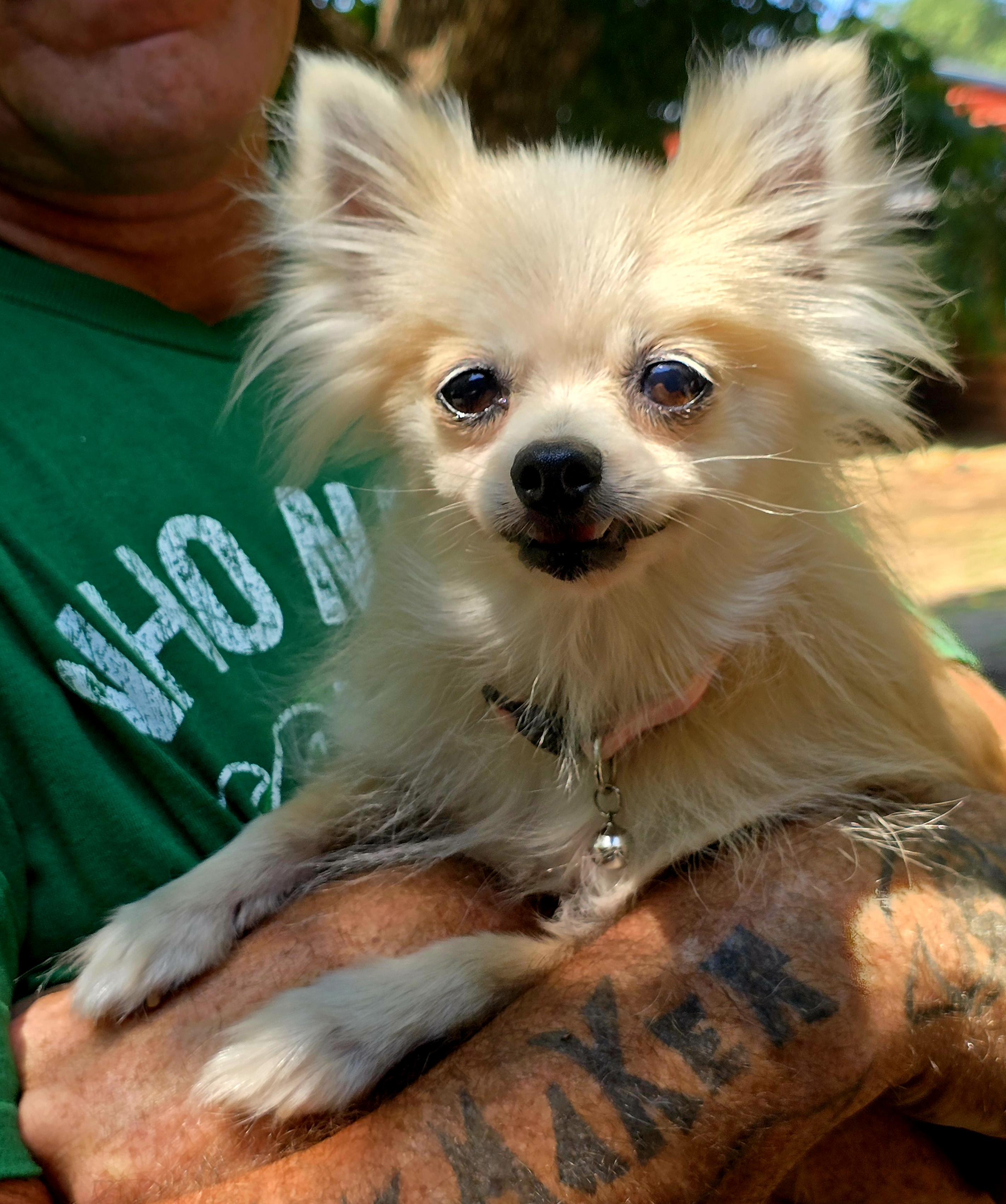 Bella, a Adopted mixed breed in Chase City, VA image 2/2